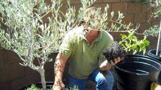 Container Gardening Olive Tree Planting [upl. by Wivestad]