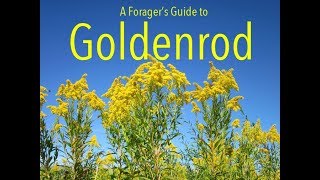 Goldenrod [upl. by Trimble]