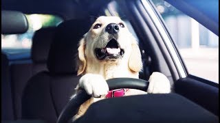 Subaru Impreza  Learn to Drive  Dog Tested  TV Commercial [upl. by Luapnaes432]