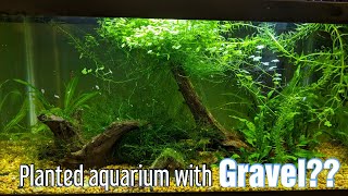 Planted Aquarium With Gravel  Very Easy [upl. by Puett765]