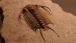 Rare Fossils of Ancient Trilobites [upl. by Sandler]