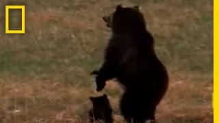 Wolves vs Grizzly Bears  National Geographic [upl. by Eciened]