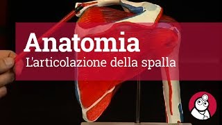 Anatomia Larticolazione della spalla [upl. by Terrene]