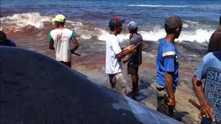 Dissolution of a Black sperm whale at Lamalera Indonesia ラマレラ村、黒いマッコウクジラの解体 [upl. by Auginahs]