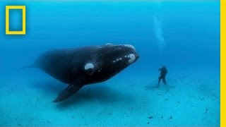 Diving with Whales  Nat Geo Live [upl. by Phillipe]