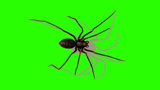 FREE HD Green Screen  CRAWLING WALKING SPIDER [upl. by Aerdnek]