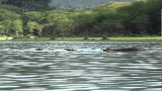 Around the lake Naivasha Kenya [upl. by Harod476]