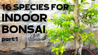 16 Tree Species for Indoor Bonsai Part 1 [upl. by Cindra]