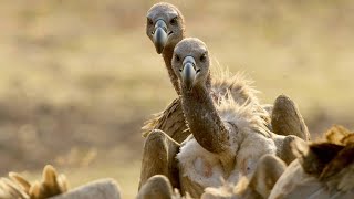 Meet the Largest Vultures in Africa [upl. by Ariec]