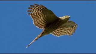 Sparrowhawk Bird Call Bird Song [upl. by Cann802]