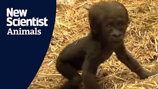 Baby gorilla takes first steps [upl. by Nyl]