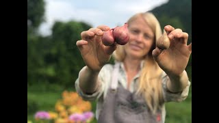 Planting Shallots in Spring [upl. by Aleuqahs443]