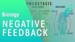 Negative Feedback  Physiology  Biology  FuseSchool [upl. by Sordnaxela949]