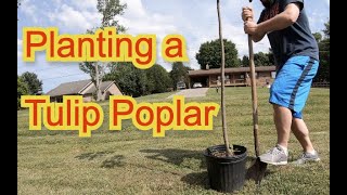 Planting a Tulip Poplar Tree Start to Finish  Liriodendron tulipifera [upl. by Finegan]