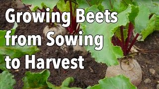 Growing Beets from Sowing to Harvest [upl. by Heidi]