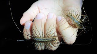 House centipedes but far larger [upl. by Atews719]