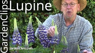 Lupine  Lupinus species  How to grow Lupines lupine [upl. by Soraya801]