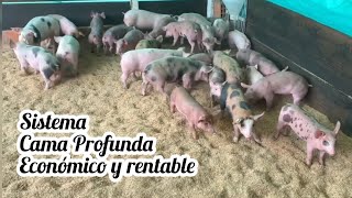 Sistema de Cama Profunda para Crianza de Cerdos Económico Efectivo Rentable🐷🐖💵💰 [upl. by Binette]