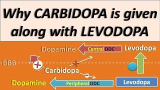 Why Carbidopa is given along with Levodopa [upl. by Akiwak232]