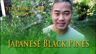 A yearly guide to Japanese Black Pine Bonsai Care [upl. by Lemhaj]