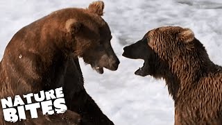 Epic Alaskan Grizzly Bear Fight  Nature Bites [upl. by Neit]