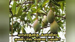 மாமரத்தை கனவில் கண்டால் என்ன பலன்Mamaratai kanavil kantal enna palan [upl. by Asirrom]