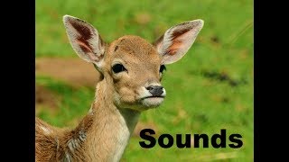 Deer Sound Effects All Sounds [upl. by Catton784]