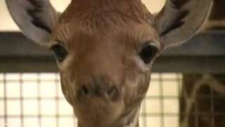 Baby giraffe up close [upl. by Aisset]