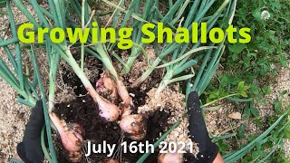 How we Grow Dutch Red Shallots [upl. by Mir418]