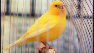 Yellow Canary singing video  Serinus canaria  Canary Training Song 25 minYour canary will sing [upl. by Adnam329]