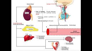 Specific Hormones  Functions of Cortisol [upl. by Wiener]