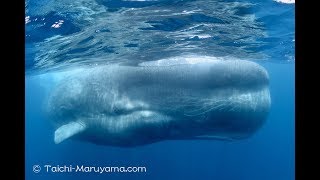 🐳超特大！オスのマッコウクジラ／Huge Male Sperm Whale [upl. by Notac321]