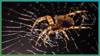 Spider Web TimeLapse  BBC Earth Explore [upl. by Towroy]