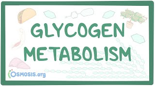 Glycogen metabolism [upl. by Seana801]