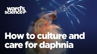 Caring and Culturing for Daphnia [upl. by Dyol]