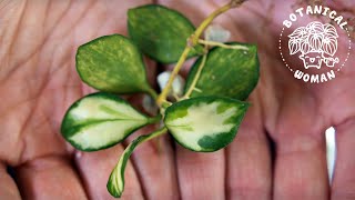 Hoya care how to keep Hoya plants happy [upl. by Martita998]