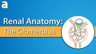 Renal Anatomy The Glomerulus [upl. by Namaan]