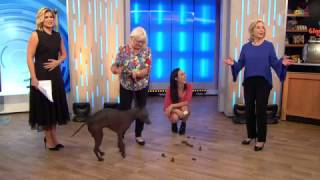 Dog Does A Poo LIVE On Studio 10 [upl. by Gnilrets]