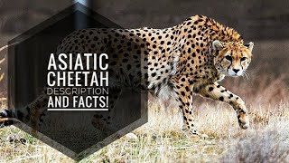 Asiatic Cheetah  Description and Facts [upl. by Eyanaj605]