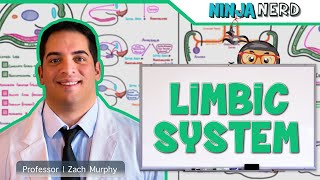 Neurology  Limbic System Anatomy amp Function [upl. by Bevin]