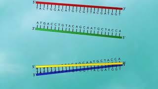 DNA Probe DNA hybridization HD Animation [upl. by Hett28]