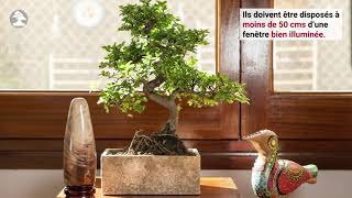 Soins de base du bonsaï dintérieur  Mistral Bonsai [upl. by Audra]