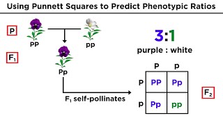 Mendelian Genetics and Punnett Squares [upl. by Laet]