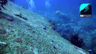 Diving Christmas Point Similan Islands Thailand [upl. by Hcir728]