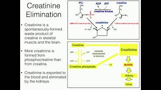 Creatine Function 22 Degradation to Creatinine [upl. by Ailana]