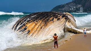 Le 7 Più Grandi Creature Degli Oceani [upl. by Celestine]