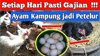 CEPAT UNTUNG‼️ Ternak ayam kampung  petelur dari ayam kampung [upl. by Aneeuqahs524]