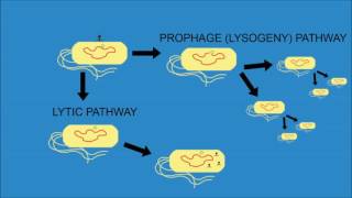 Replication of Phage Phi X174 [upl. by Kcire341]