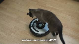 Cat shows HOW TO use iRobot Roomba Vacuum [upl. by Wenda]