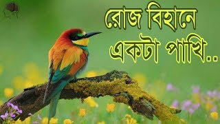 রোজ বিহানে একটা পাখি। Islamic song roj bihane ekta pakhi Allah Allah dake [upl. by Nahgeem]